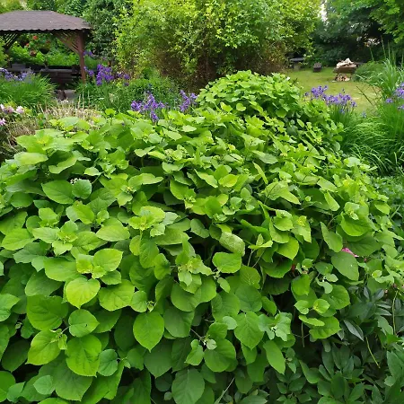 Agroturystyka Pod Lipa Iwaniska Exterior photo